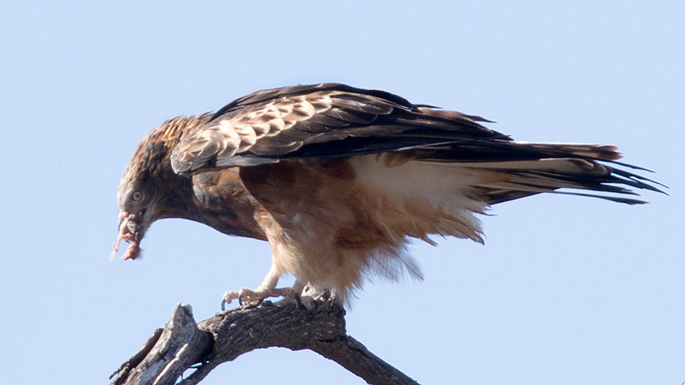 Square-tailed Kite (Lophoictinia isura)